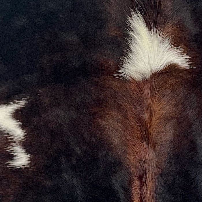 Closeup of this XS Dark Tricolor Cowhide:, showing a mix of black and red brown, and two white spots and red brown down the spine (XS650)