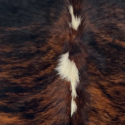 Closeup of this XS Brindle Cowhide, showing reddish brown and black, with two white spots down the middle (XS652)