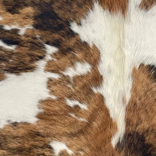 Closeup of this XS Tricolor Cowhide, showing white with large and small spots that have a brown and black, brindle pattern, and off-white down part of the spine (XS659)