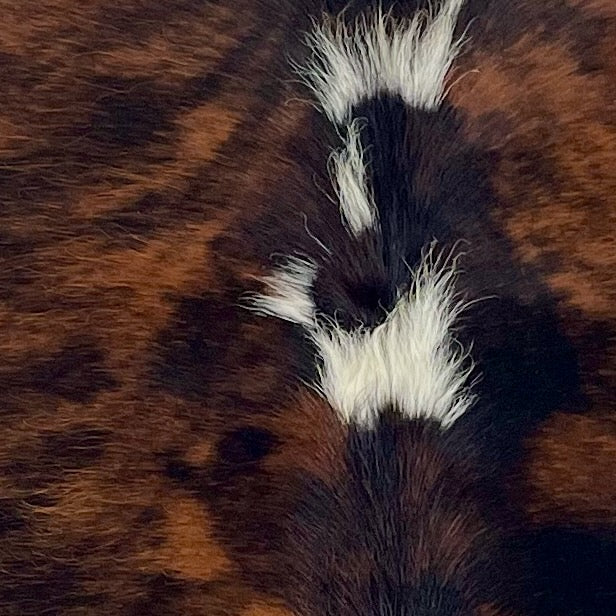Closeup of this XS Brindle Cowhide, showing red brown and black, with a couple small, white spots, and longer hair, down the spine (XS661)