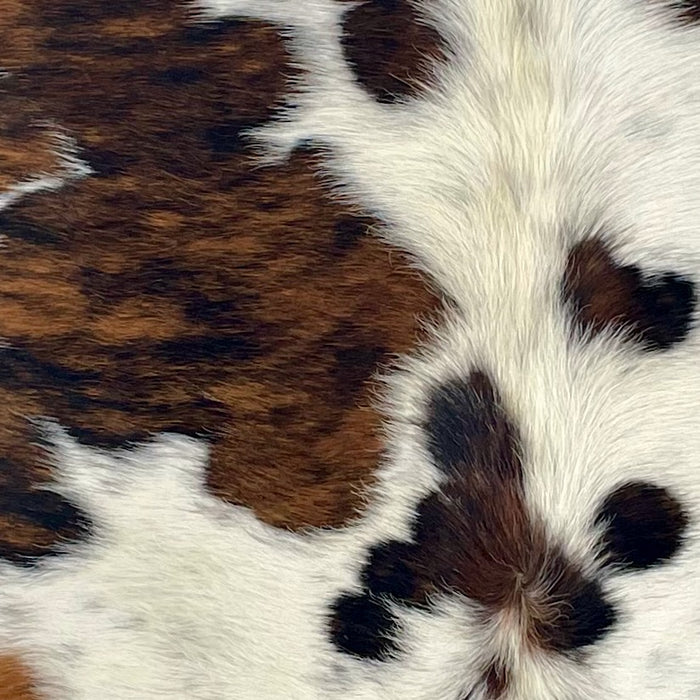 Closeup of this XS Tricolor Cowhide, showing white with faint, black speckles, and large and small spots that have a brown and black, brindle pattern, and off-white, longer hair down part of the spine  (XS664)
