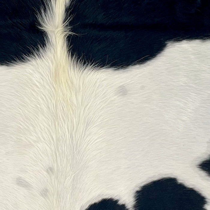 Closeup of this XS Cowhide, showing white with large and small, black spots, and off-white, longer hair down the spine  (XS667)