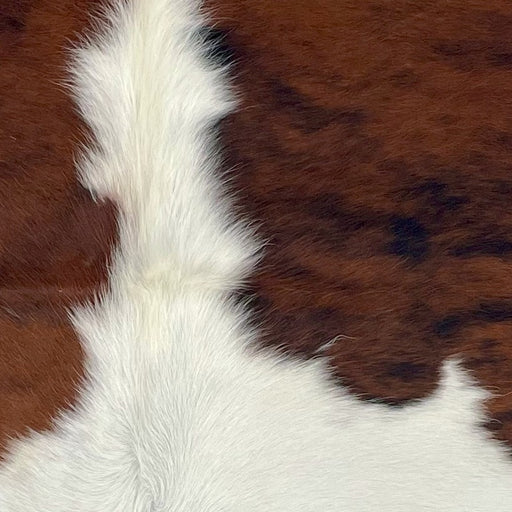 Closeup of this XS Tricolor Cowhide, showing reddish brown with a black, brindle pattern, and white across the middle and down part of the spine  (XS668)