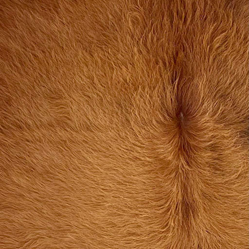 Closeup of this XS Reddish Brown Cowhide, showing long hair that is solid reddish brown  (XS671)