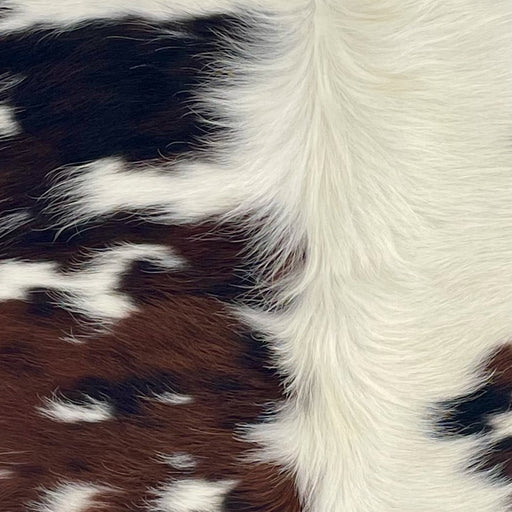 Closeup of this XS Tricolor Cowhide, showing white with brown and black spots, and long, off-white hair down the middle (XS679)