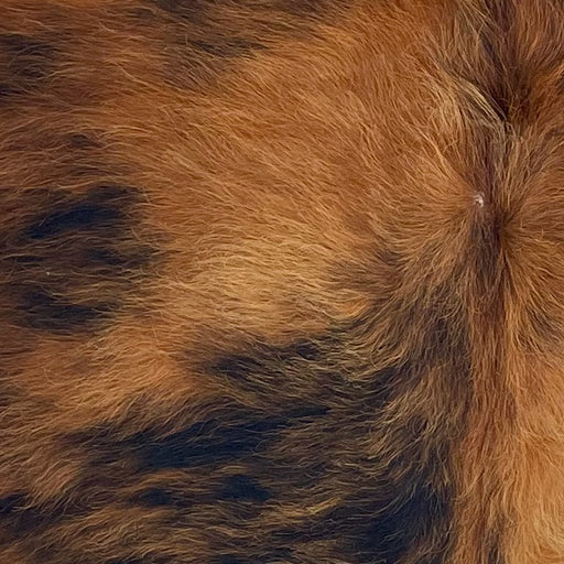 Closeup of this XS Brindle Cowhide, showing reddish brown and golden brown with black, brindle markings (XS681)