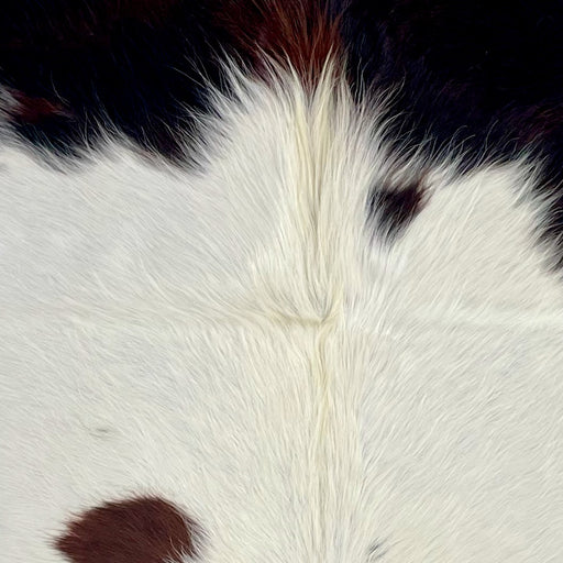 Closeup of this XS Tricolor Cowhide, showing white with large and small spots that have a black and brown, brindle pattern, and longer, off-white hair down the spine (XS683)