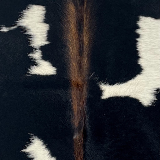 Closeup of this XS Cowhide, showing black with a few small, white spots, and brown down the spine (XS688)