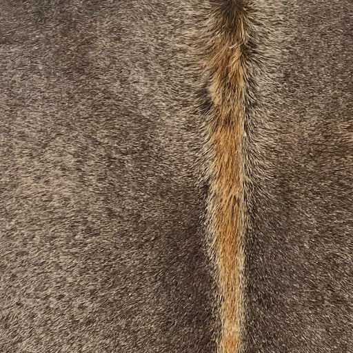 Closeup of this XS Cowhide, showing solid brown with reddish brown down the spine  (XS690)