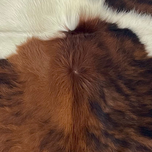 Closeup of this XS Tricolor Cowhide, showing a reddish brown and black, brindle pattern with a white strip across the shoulder (XS693)