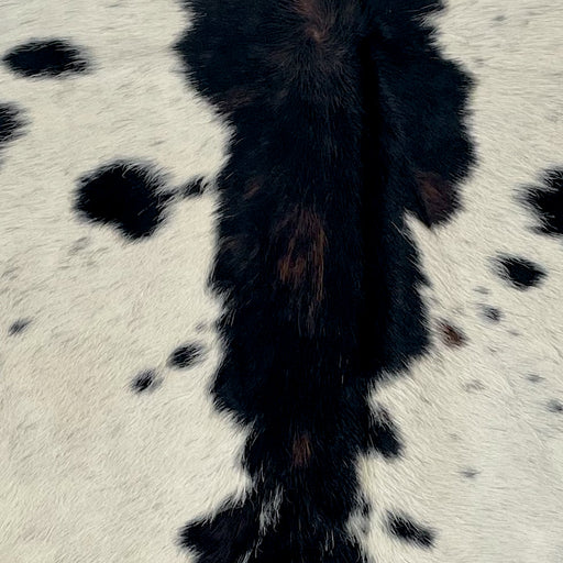 Closeup of this XS Ivory and Black Speckled Cowhide, showing ivory with black speckles and spots, and black and brown down the middle (XS696)
