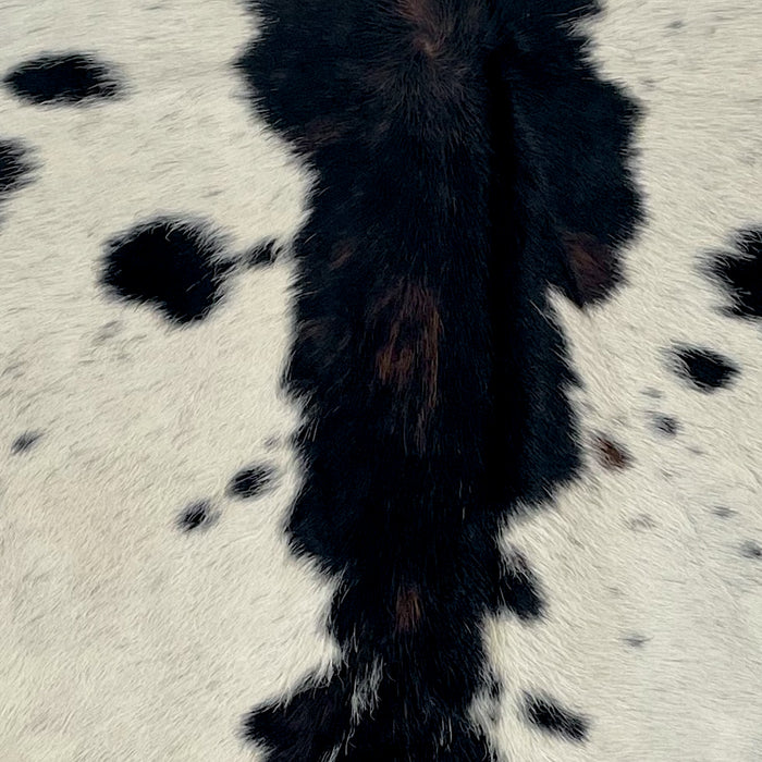 Closeup of this XS Ivory and Black Speckled Cowhide, showing ivory with black speckles and spots, and black and brown down the middle (XS696)