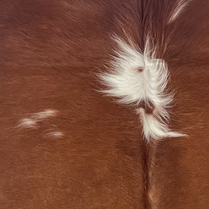 Closeup of this XS Cowhide, showing red brown with a few small, white spots, and long hair down part of the spine (XS698)
