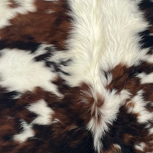 Closeup of this XS Tricolor Cowhide, showing long hair that has a mix of black and red brown, small and large, white spots, and long hair down the spine   (XS699)