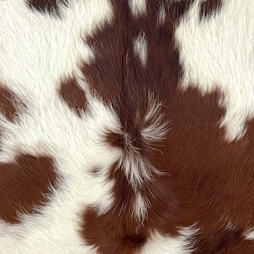 Closeup of this XS Cowhide, showing white with small and large, reddish brown spots, and longer hair down the spine  (XS701)