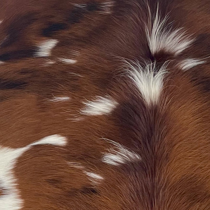Closeup of this XS Tricolor Cowhide, showing off-white with large reddish brown and black spots, and long hair down the spine (XS702)
