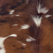 Closeup of this XS Tricolor Cowhide, showing off-white with large reddish brown and black spots, and long hair down the spine (XS702)