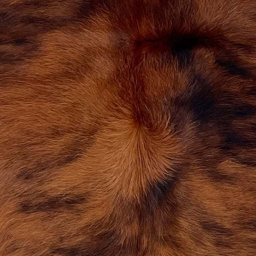Closeup of this XS Brindle Cowhide, showing red brown with black, brindle markings, and longer hair down the spine (XS707)
