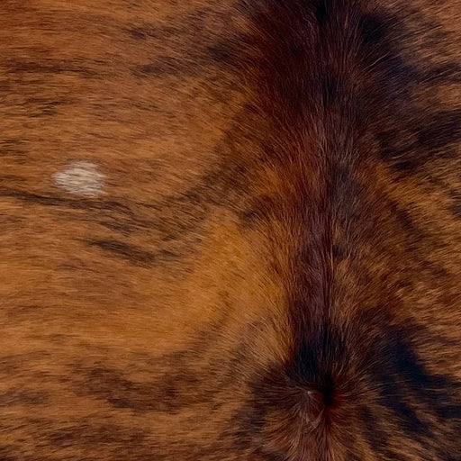 Closeup of this XS Brindle Cowhide, showing reddish brown with black, brindle markings (XS713)