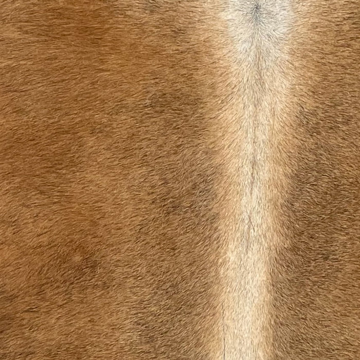 Closeup of this XS Speckled Cowhide, showing brown with black speckles, and white down the spine (XS717)