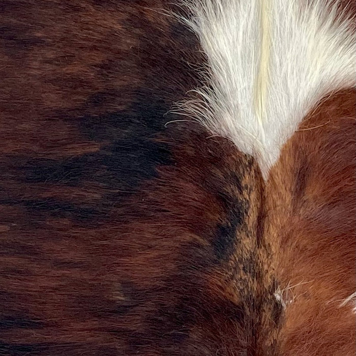 Closeup of this XS Brindle Cowhide, showing long hair that is red brown with black, brindle markings, and one large, white spot in the middle of the shoulder  (XS721)