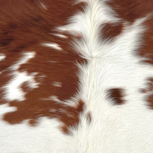 Closeup of this XS Cowhide, showing white with small and large, reddish brown spots, and longer hair down the spine  (XS722)