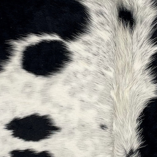 Closeup of this XS Cowhide, showing white with large and small, black spots, and faint, black spots and speckles, and longer hair down the spine (XS724)