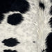 Closeup of this XS Cowhide, showing white with large and small, black spots, and faint, black spots and speckles, and longer hair down the spine (XS724)