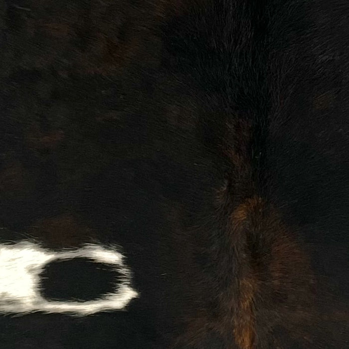 Closeup of this XS Dark Tricolor Cowhide, showing mostly black, with some dark brown mixed in, and one white spot on the left side of the back (XS727)