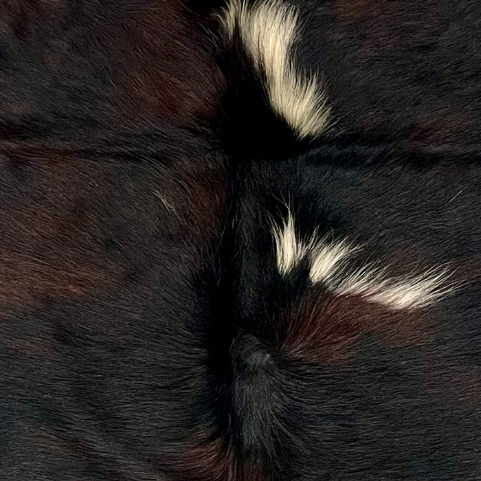 Closeup of this XS Dark Tricolor Cowhide, showing has long hair with a mix of black and dark, red brown, and three small, white spots  (XS729)
