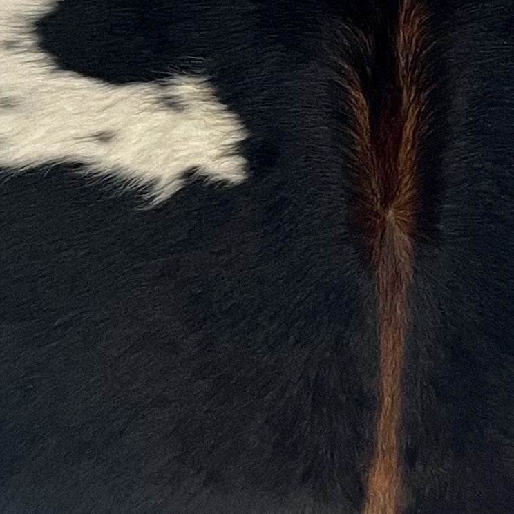 Closeup of this XS Cowhide, showing black with white and off-white spots, and reddish brown down the middle  (XS734)