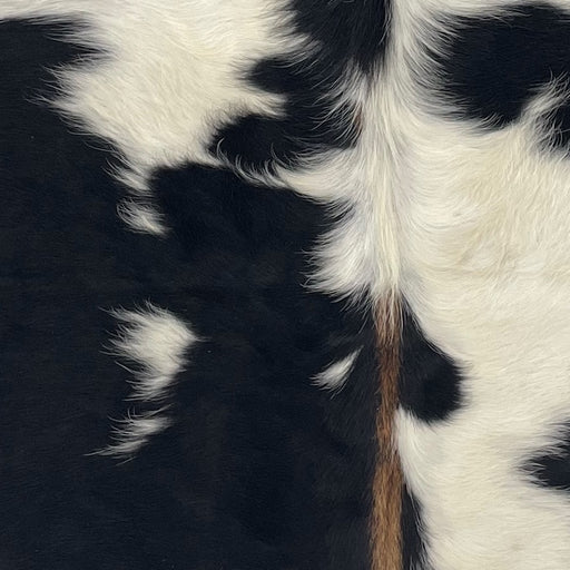 Closeup of this XS Cowhide, showing black with large and small, ivory spots, brown down part of the spine, and longer hair down the spine (XS745)
