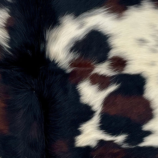 Closeup of this XS Tricolor Cowhide, showing black with reddish brown spots, white spots that have black speckles, and longer hair down the spine (XS746)