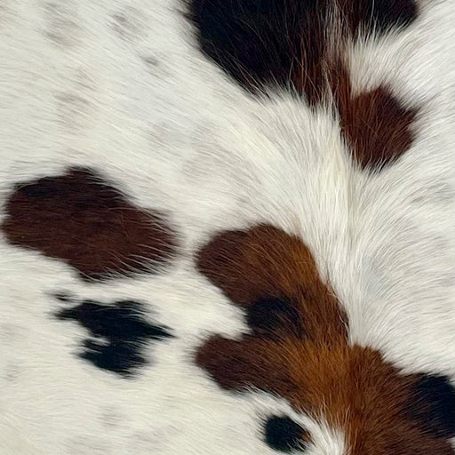 Closeup of this XS Tricolor Cowhide, showing off-white with spots that have a mix of brown and black, faint, black speckles, and long hair down the middle of the shoulder (XS747)