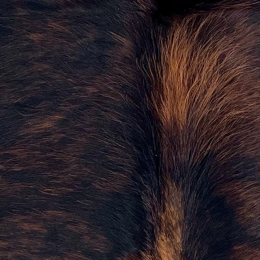 Closeup of t his XS Brindle Cowhide, showing black with reddish brown, brindle markings, and longer hair down the spine  (XS750)