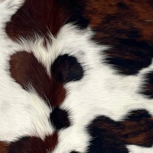 Closeup of this XS Tricolor Cowhide, showing white with reddish brown and black spots, some having a mix of reddish brown and black, and longer hair down the spine (XS753)
