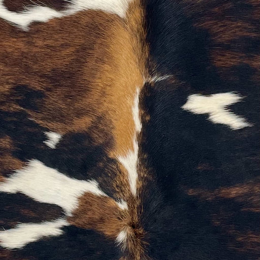 Closeup of this XS Tricolor Cowhide, showing a mix of black and brown, white spots, and longer hair down the middle of the shoulder  (XS754)