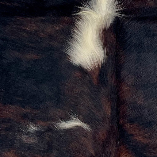 Closeup of. this XS Brindle Cowhide, showing black with reddish brown, brindle markings, and a white spot with longer hair on the spine, and another on the back  (XS755)