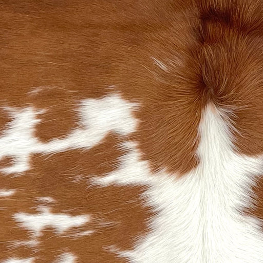 Closeup of this XS Cowhide, showing brown with large and small, white spots, and longer hair down the spine (XS756)