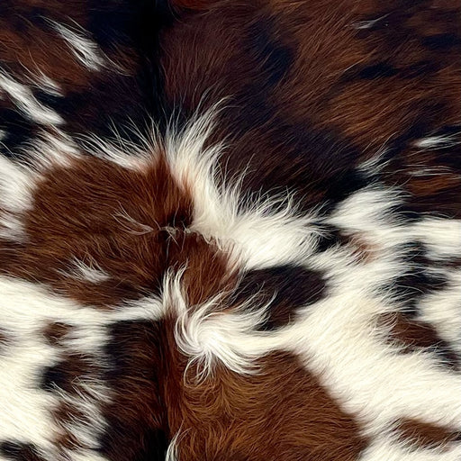 Closeup of this XS Tricolor Cowhide, showing long hair with a brown and black, brindle pattern, and small and large, white spots  (XS757)