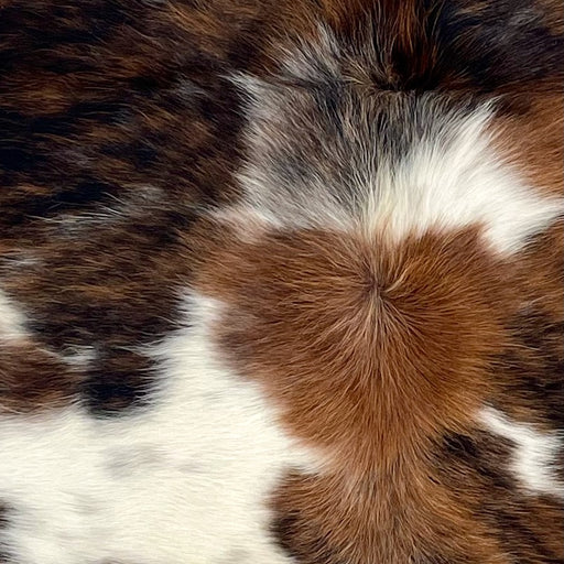 Closeup of this XS Tricolor Cowhide, showing a brown and black, brindle pattern, white spots, and longer hair down the spine (XS758)