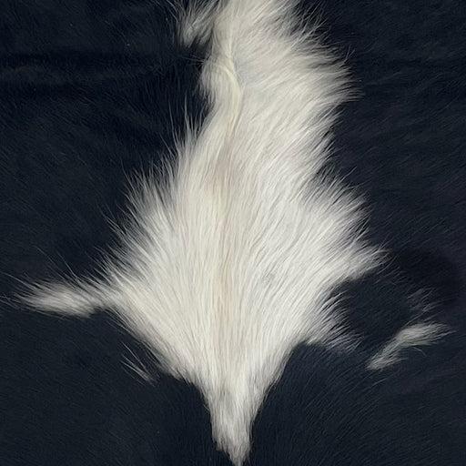 Closeup of this XS Cowhide, showing black with a few small, white spots, and on large, white spots with longer hair  (XS760)