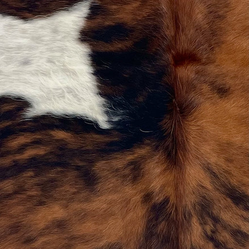  Closeup of this XS Tricolor Cowhide, showing a reddish brown and black, brindle pattern, and a white spot with black speckles (XS761)