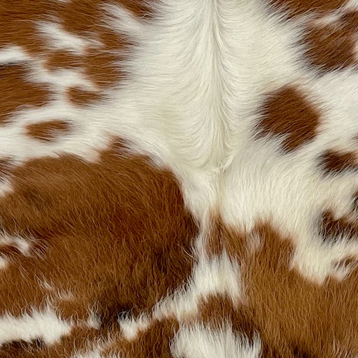 Closeup of this XS Tricolor Cowhide, showing brown with small, black and white spots, and a large, white spot with longer hair down the spine  (XS762)