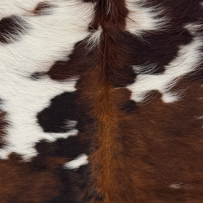 Closeup of t his XS Tricolor Cowhide, showing long hair that is reddish brown, black, and white  (XS765)