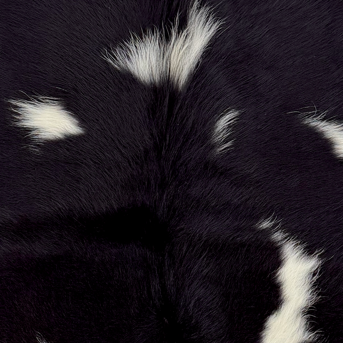 Closeup of this XS Cowhide, showing long hair that is black with white spots  (XS769)