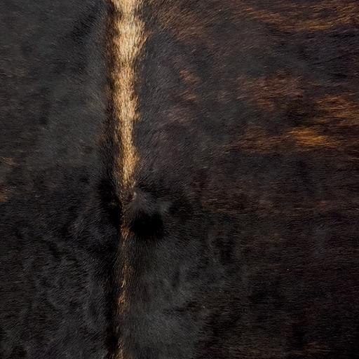 Closeup of this XS Brindle Cowhide, showing black with brown, brindle markings and light brown down the spine   (XS772)