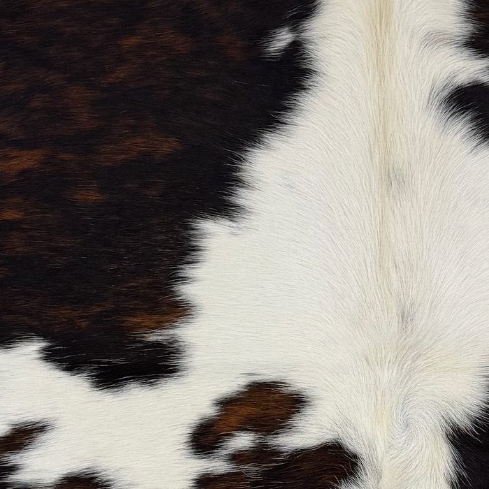 Closeup of this XS Tricolor Cowhide, showing white with large and small spots that have a mix of black and brown, and longer off-white hair down the spine  (XS774)