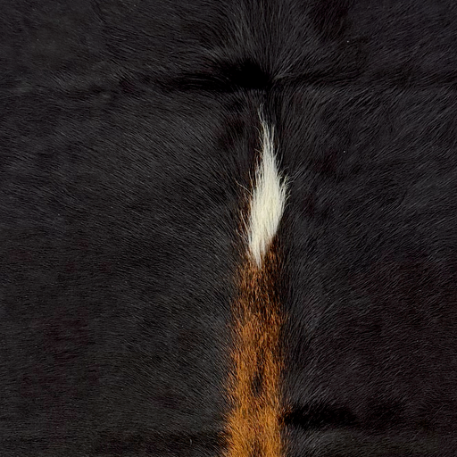 Closeup of this XS Cowhide, showing black and a white spot, reddish brown down the spine, and longer hair down the middle of the shoulder (XS777)