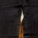 Closeup of this XS Cowhide, showing black and a white spot, reddish brown down the spine, and longer hair down the middle of the shoulder (XS777)